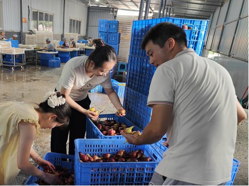 农业技术研发引领现代农业新篇章