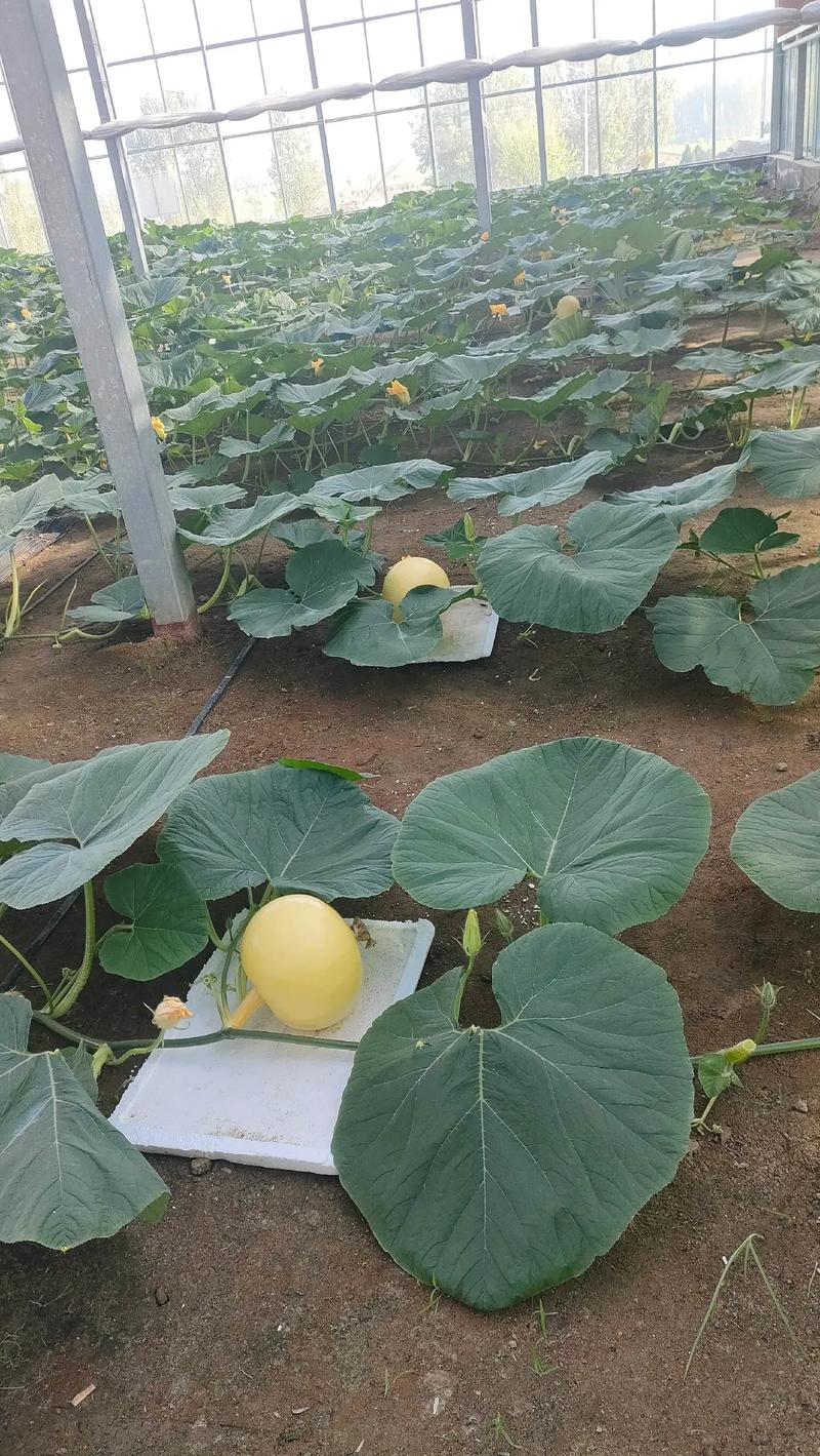 广东农业科技引领现代农业变革